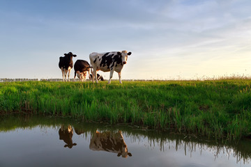 cows on pasture reflected in river