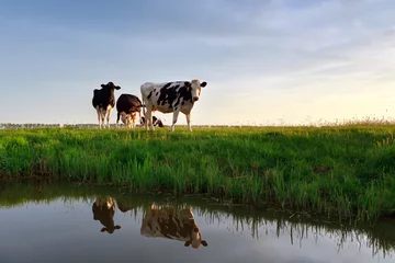 Gartenposter Kuh Kühe auf der Weide im Fluss reflektiert