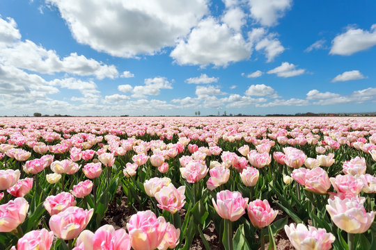 Fototapeta różowe tulipany i błękitne niebo