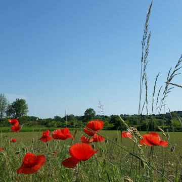 Poppy in Alps