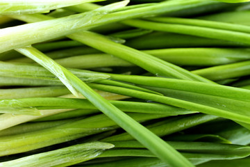 Wild leek, macro view