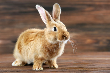 Little rabbit on wooden background
