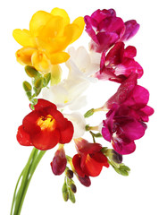Fototapeta premium Beautiful spring flowers isolated on white