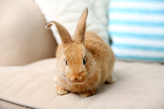 Cute rabbit on sofa, close up