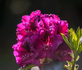 Rhododendron Olin O.Doobs