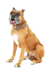 Obraz premium Cute dog isolated on white background