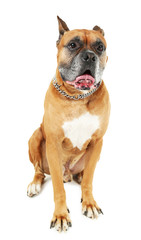 Cute dog isolated on white background