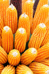 Fototapeta premium Grains of ripe corn. Macro image.