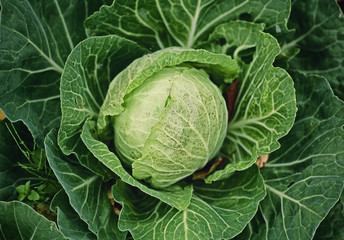 Blooming fresh young cabbage