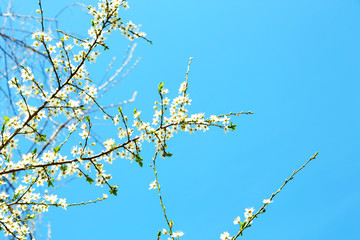 Blooming tree twigs with white flowers in spring on blue sky