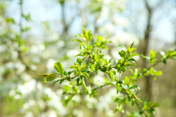 Fototapeta na wymiar Green leaves on twigs in spring close up