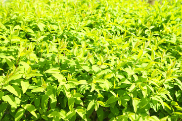 Beautiful green bush close up