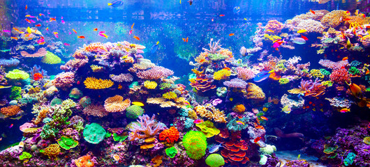 Obrazy na Plexi  Rafa koralowa i ryby tropikalne