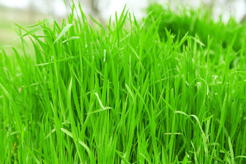 Green grass outdoors