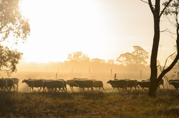 Fototapeta premium Sheep walk along fence at sunset