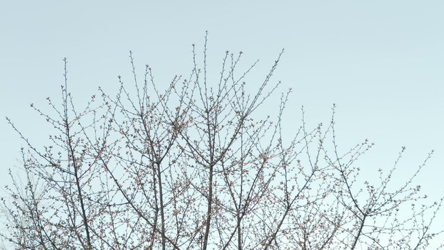 Crown young spring tree against the blue sky