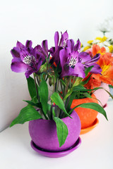 Beautiful flowers in pots on light background