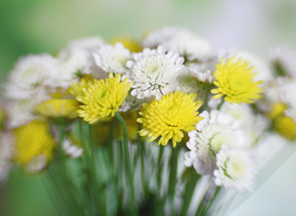 Beautiful chrysanthemum close up