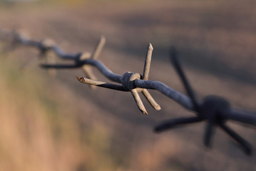 The long, rusty barbed wire with sharp thorns