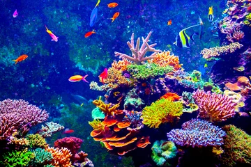 Gardinen Singapur-Aquarium © Goinyk