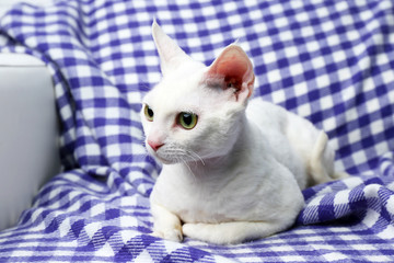 Beautiful white cat on plaid