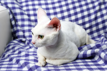 Beautiful white cat on plaid