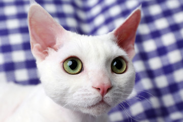 Beautiful white cat on plaid