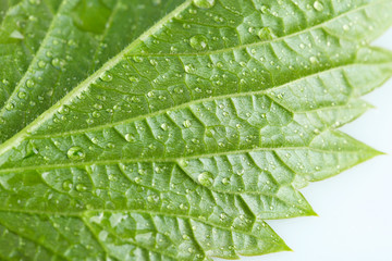 Fototapeta na wymiar Beautiful green leaf with water drops close up