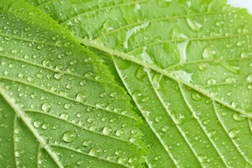 Beautiful green leaves with water drops close up