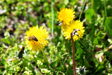 Beautiful small dandelions outdoors