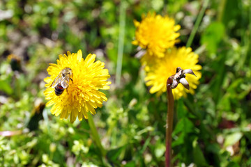 Beautiful small dandelions outdoors