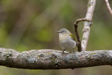 Tennessee Warbler