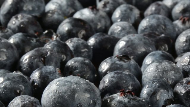 Pan across blueberries with dew drops
