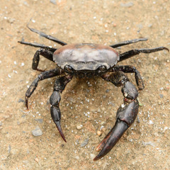 Crab. Field crab