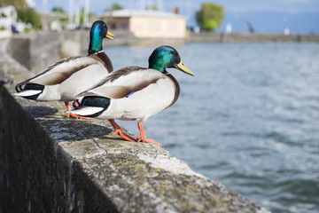 Zwei männliche Enten auf einer Mauer