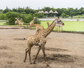 Giraffe