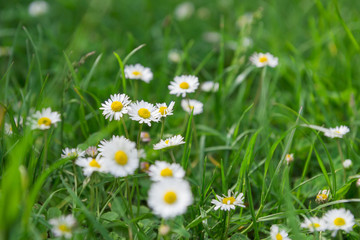 G&auml;nsebl&uuml;mchen auf einer Wiese