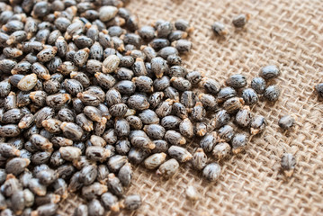 Castor oil seeds-ricinus communis
