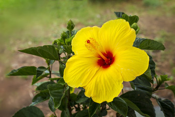 Hybiscus, Malvaceae