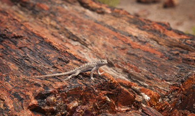 Lizard, Petrified Forest National Park, Arizona.

