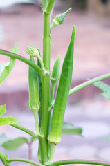 Okra in fruiting stage