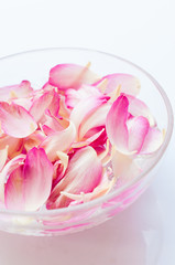 Pink lotus petals