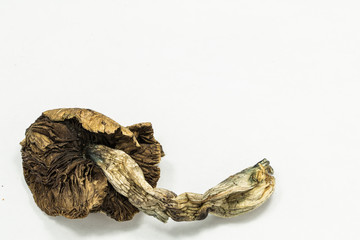 Psilocybin Mushroom 3