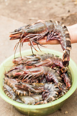 Raw Tiger prawn ready for cooking