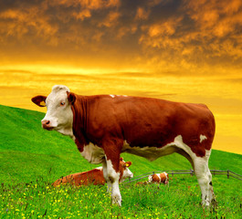 Cow in the meadow at sunset