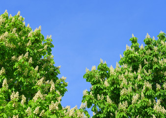 Blossoming chestnut tree in spring