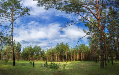 Obraz premium clearing in the woods summer day coniferous forests in Ukraine