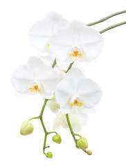 Obraz na płótnie Canvas White orchid on a white background