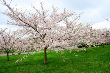Beautiful pink cherry blossom in Vilnius city