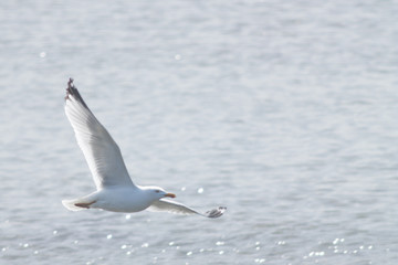 Un goéland volant
